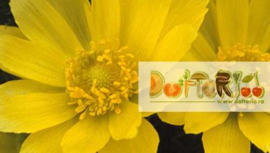 ruscuta de primavara doftoria