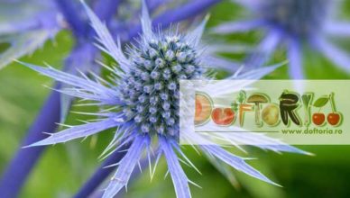 scaiul vanat doftoria