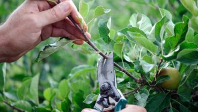 Cum şi când se culeg plantele medicinale doftoria