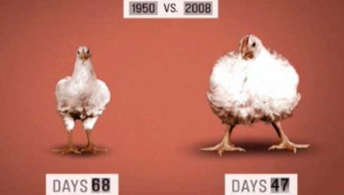 Hormonii din alimente doftoria