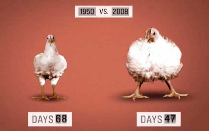 Hormonii din alimente doftoria