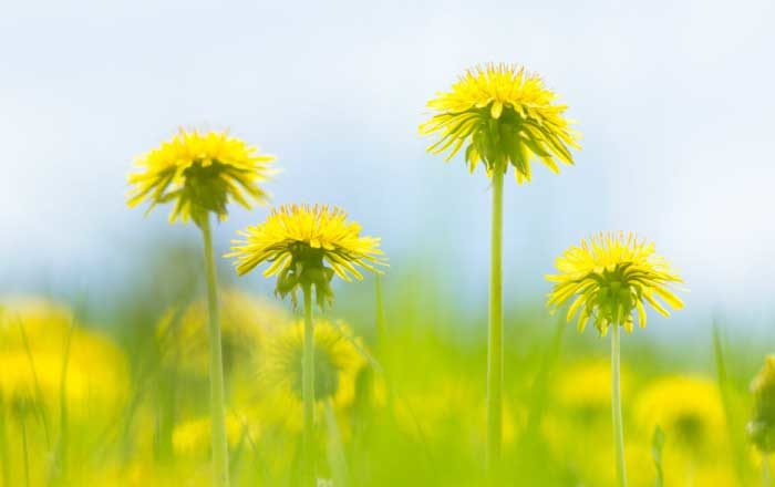 remedii cu păpădie