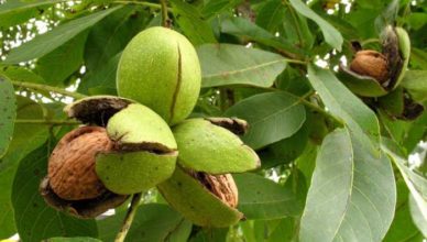 frunze de nuc pentru ten