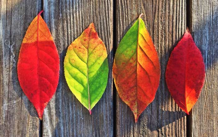 Dureri de spate toamna