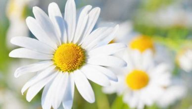 Tratamente naturiste cu mușețel