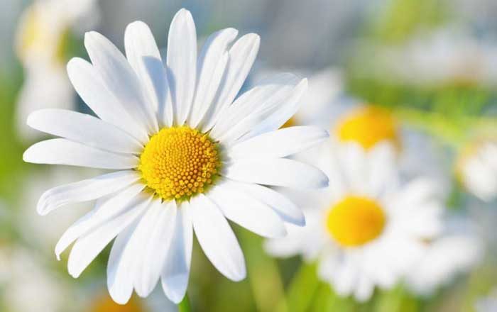 Tratamente naturiste cu mușețel